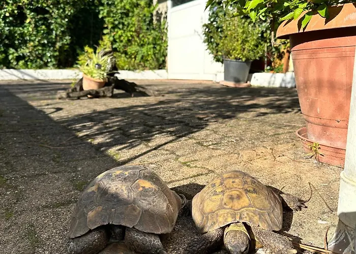 2 & Moulleau Апартаменты Аркашон